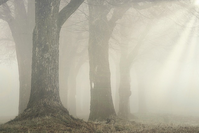 Luce tra gli alberi nella nebbia, atmosfera di calma e elaborazione